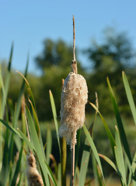 Pflanzenbild gross Breitblättriger Rohrkolben - Typha latifolia