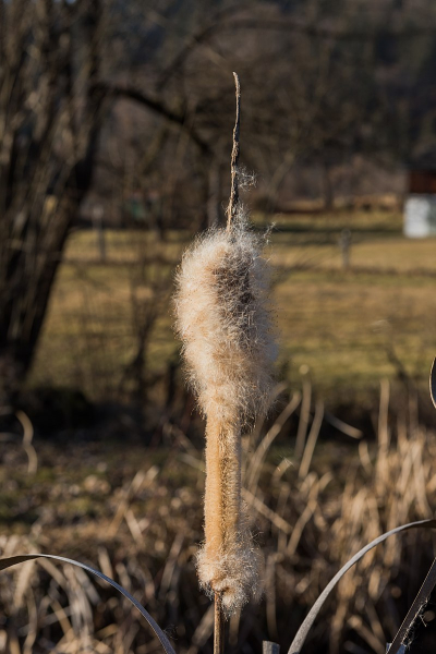 Pflanzenbild gross Breitblättriger Rohrkolben - Typha latifolia