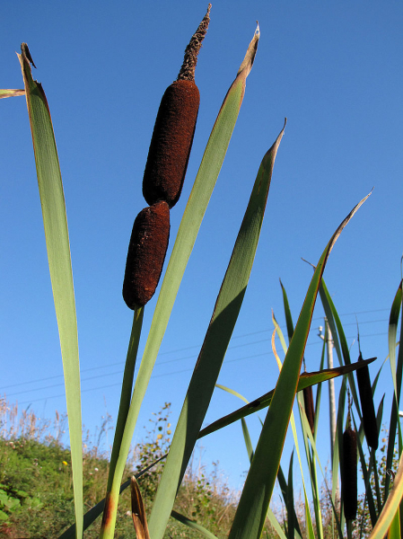 Pflanzenbild gross Breitblättriger Rohrkolben - Typha latifolia