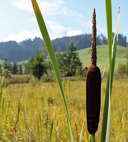 Pflanzenbild gross Breitblättriger Rohrkolben - Typha latifolia