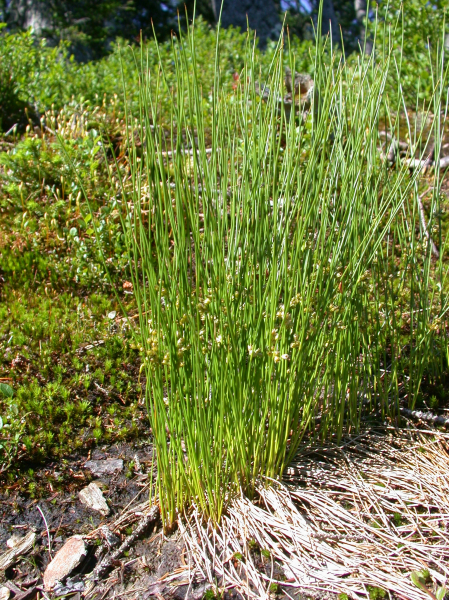 Pflanzenbild gross Faden-Binse - Juncus filiformis