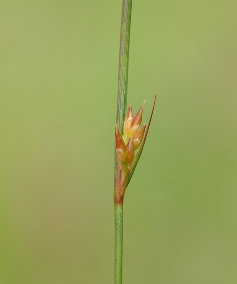 Pflanzenbild gross Faden-Binse - Juncus filiformis