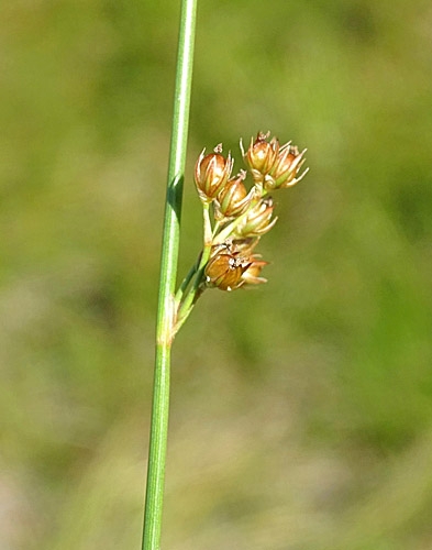 Pflanzenbild gross Faden-Binse - Juncus filiformis