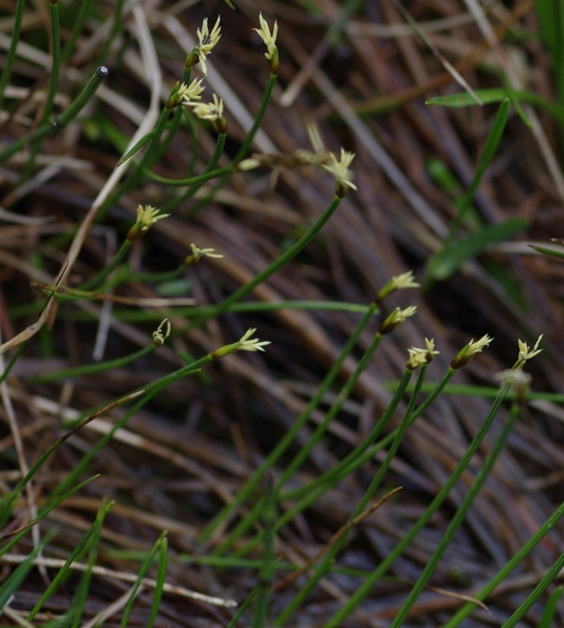 Pflanzenbild gross Dreiblütige Binse - Juncus triglumis