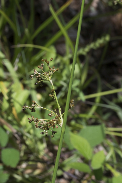 Pflanzenbild gross Flatter-Binse - Juncus effusus