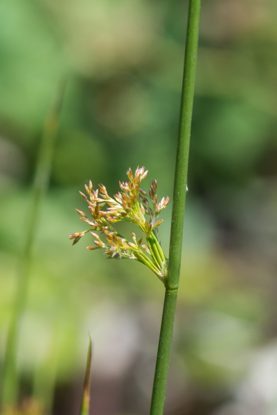 Pflanzenbild gross Flatter-Binse - Juncus effusus