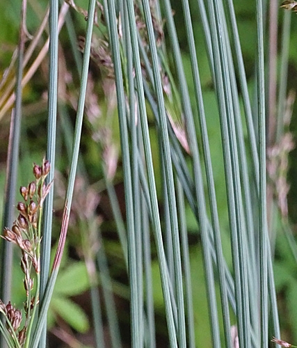 Pflanzenbild gross Blaugrüne Binse - Juncus inflexus
