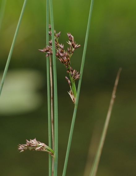 Pflanzenbild gross Blaugrüne Binse - Juncus inflexus