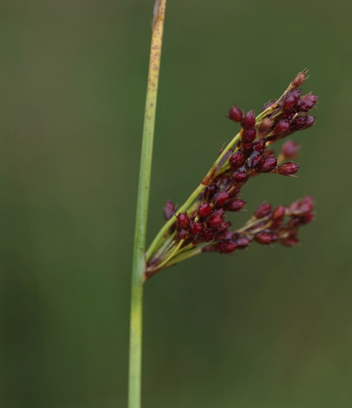 Pflanzenbild gross Blaugrüne Binse - Juncus inflexus