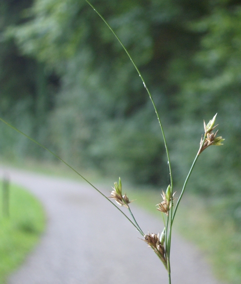 Pflanzenbild gross Zarte Binse - Juncus tenuis