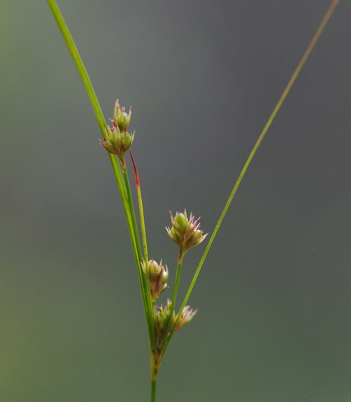 Pflanzenbild gross Zarte Binse - Juncus tenuis