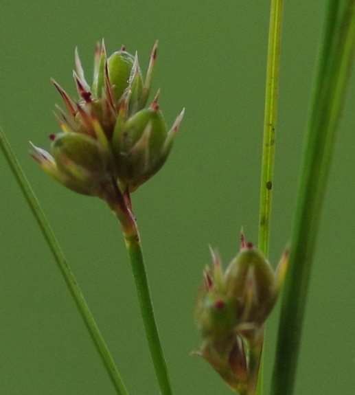 Pflanzenbild gross Zarte Binse - Juncus tenuis