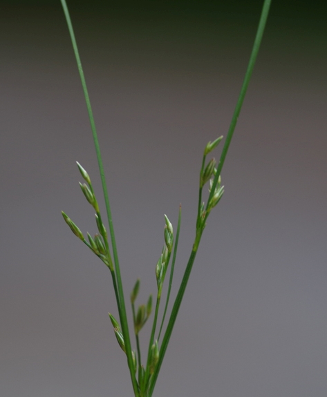 Pflanzenbild gross Zarte Binse - Juncus tenuis