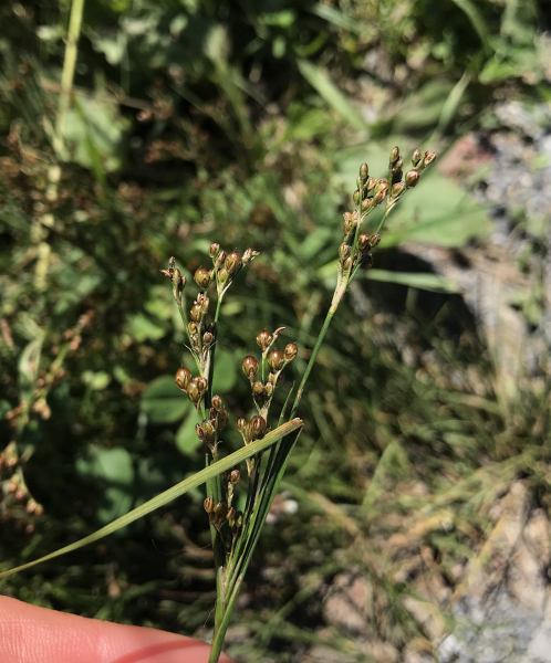 Pflanzenbild gross Zusammengedrückte Binse - Juncus compressus