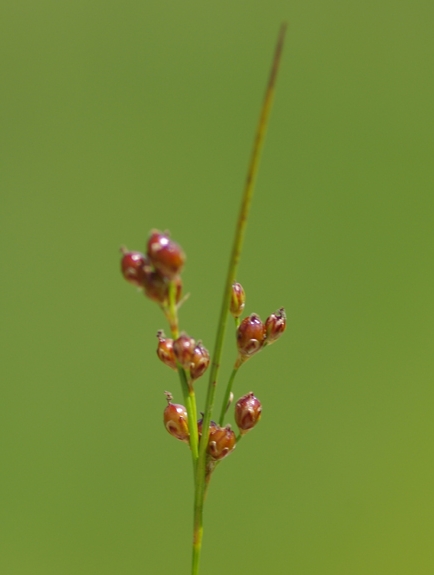 Pflanzenbild gross Zusammengedrückte Binse - Juncus compressus