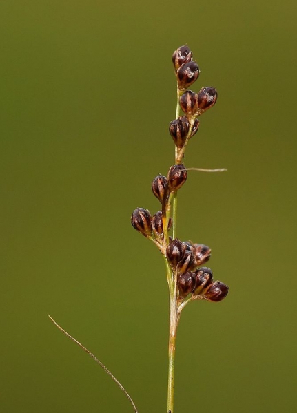 Pflanzenbild gross Zusammengedrückte Binse - Juncus compressus