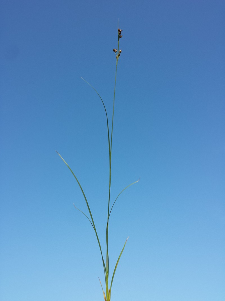 Pflanzenbild gross Zusammengedrückte Binse - Juncus compressus