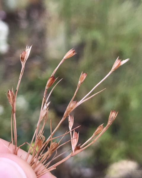 Pflanzenbild gross Kröten-Binse - Juncus bufonius