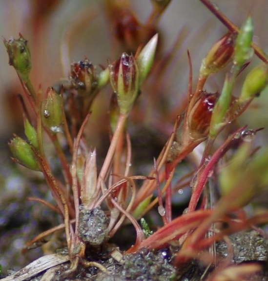 Pflanzenbild gross Kröten-Binse - Juncus bufonius