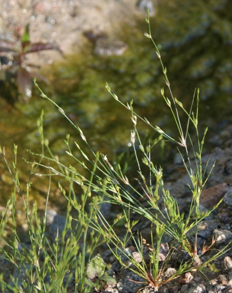 Pflanzenbild gross Kröten-Binse - Juncus bufonius