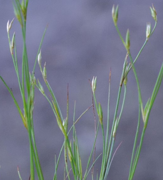 Pflanzenbild gross Kröten-Binse - Juncus bufonius