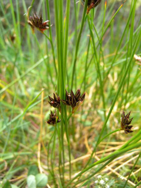 Pflanzenbild gross Jacquins Binse - Juncus jacquinii