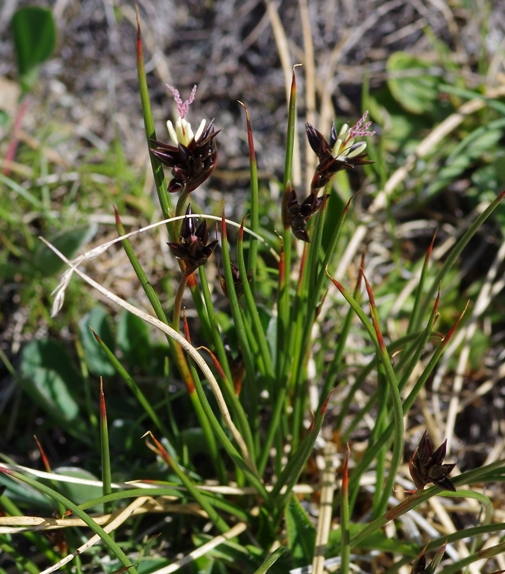 Pflanzenbild gross Jacquins Binse - Juncus jacquinii