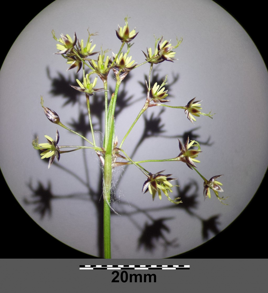 Pflanzenbild gross Behaarte Hainsimse - Luzula pilosa