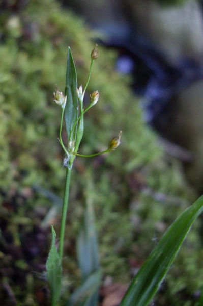 Pflanzenbild gross Behaarte Hainsimse - Luzula pilosa