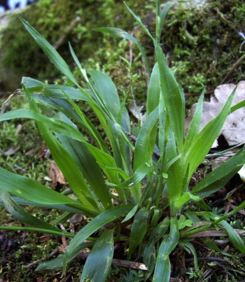 Pflanzenbild gross Behaarte Hainsimse - Luzula pilosa