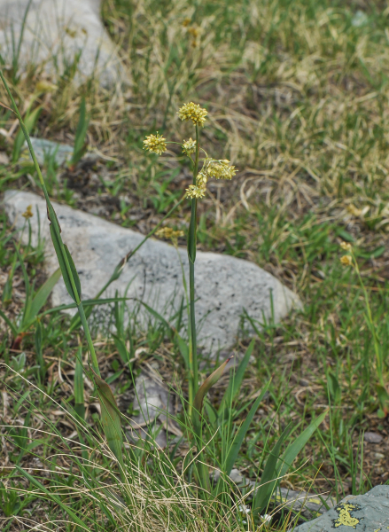 Pflanzenbild gross Gelbe Hainsimse - Luzula lutea