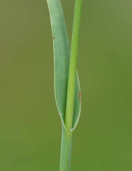 Pflanzenbild gross Gelbe Hainsimse - Luzula lutea
