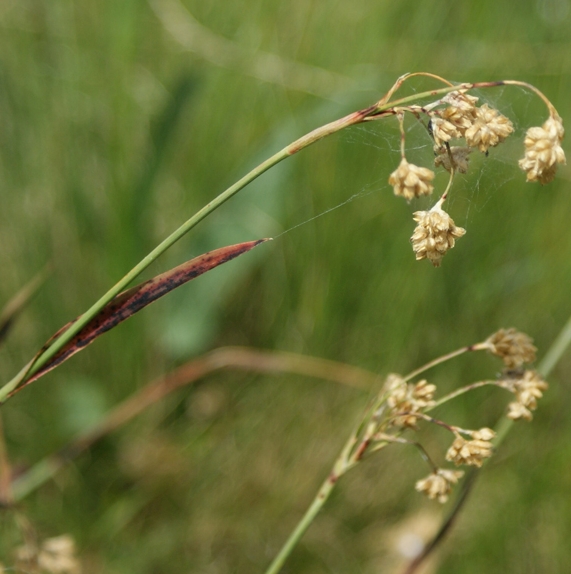 Pflanzenbild gross Gelbe Hainsimse - Luzula lutea