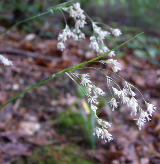 Pflanzenbild gross Gewöhnliche Weissliche Hainsimse - Luzula luzuloides subsp. luzuloides