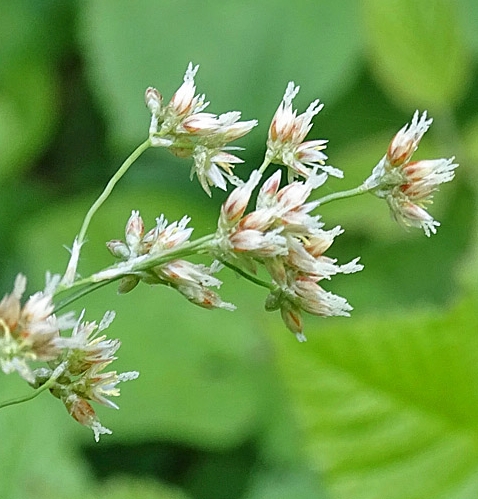 Pflanzenbild gross Gewöhnliche Weissliche Hainsimse - Luzula luzuloides subsp. luzuloides