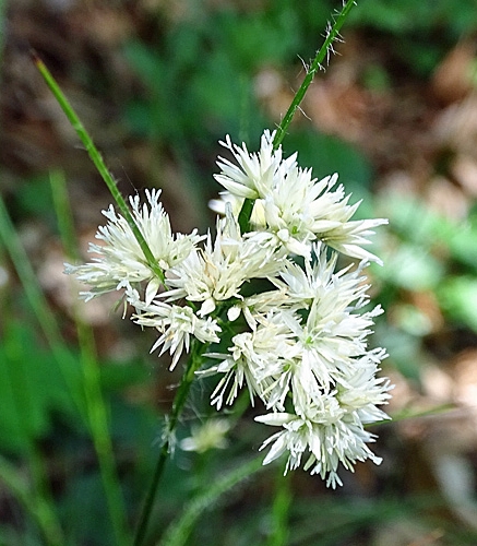 Pflanzenbild gross Schneeweisse Hainsimse - Luzula nivea