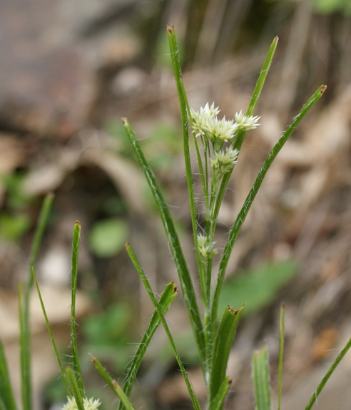 Pflanzenbild gross Schneeweisse Hainsimse - Luzula nivea