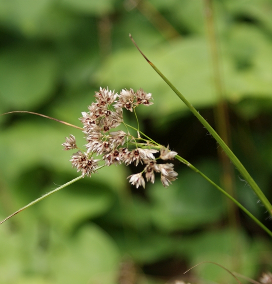 Pflanzenbild gross Schneeweisse Hainsimse - Luzula nivea