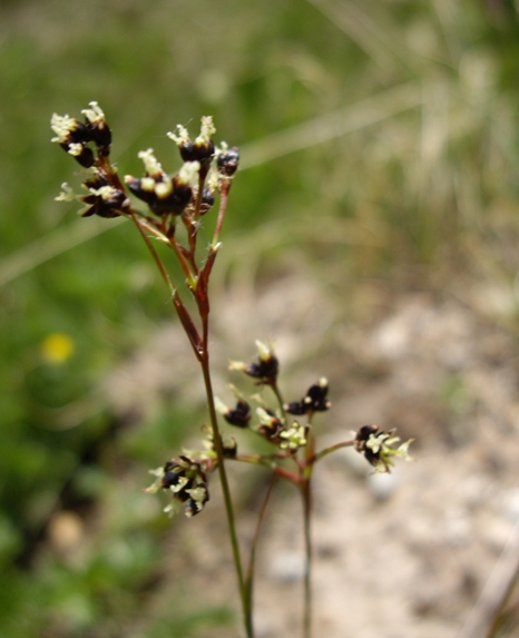 Pflanzenbild gross Braune Hainsimse - Luzula alpinopilosa