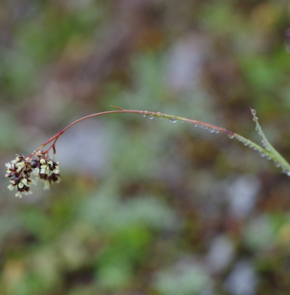 Pflanzenbild gross Braune Hainsimse - Luzula alpinopilosa