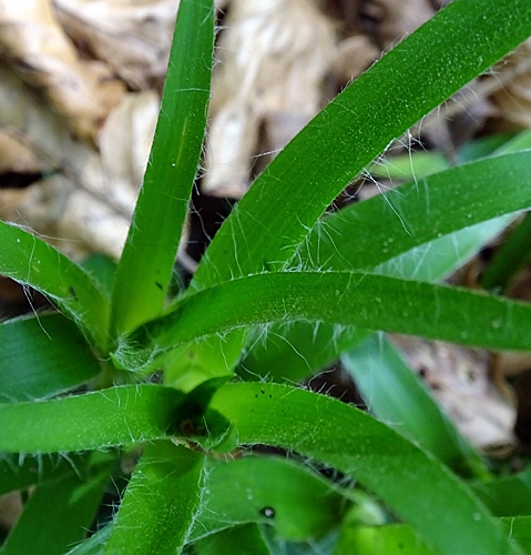 Pflanzenbild gross Gewöhnliche Wald-Hainsimse - Luzula sylvatica