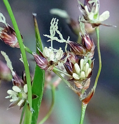 Pflanzenbild gross Gewöhnliche Wald-Hainsimse - Luzula sylvatica