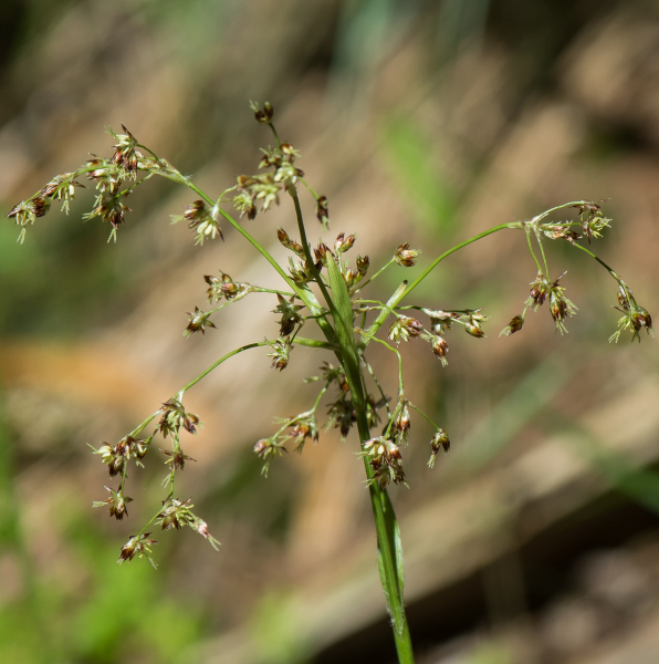 Pflanzenbild gross Gewöhnliche Wald-Hainsimse - Luzula sylvatica