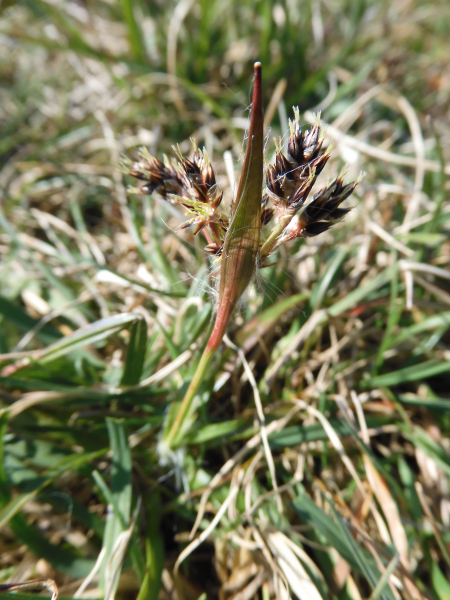 Pflanzenbild gross Feld-Hainsimse - Luzula campestris