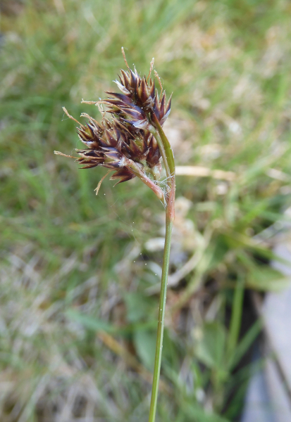 Pflanzenbild gross Feld-Hainsimse - Luzula campestris
