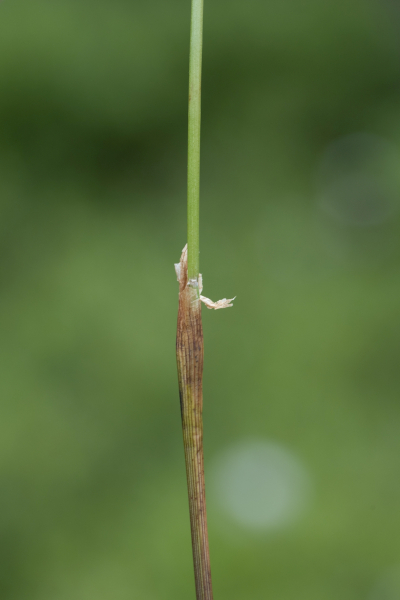 Pflanzenbild gross Scheiden-Wollgras - Eriophorum vaginatum