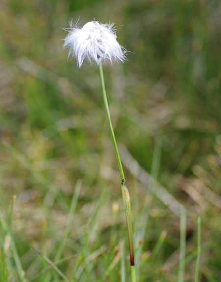 Pflanzenbild gross Scheiden-Wollgras - Eriophorum vaginatum