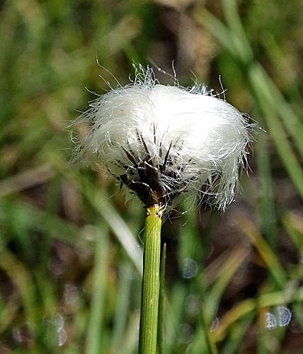 Pflanzenbild gross Scheuchzers Wollgras - Eriophorum scheuchzeri