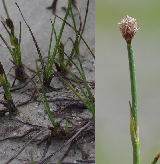 Pflanzenbild gross Scheuchzers Wollgras - Eriophorum scheuchzeri
