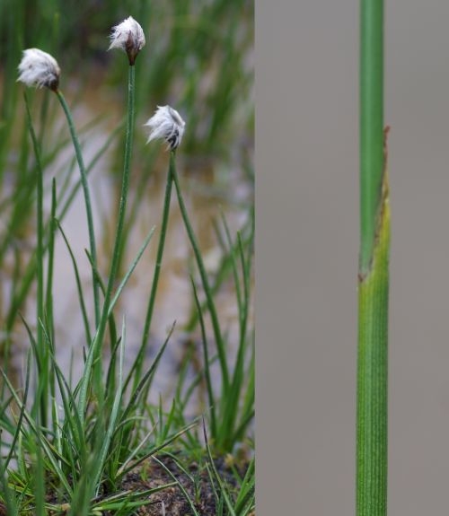 Pflanzenbild gross Scheuchzers Wollgras - Eriophorum scheuchzeri